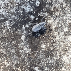 Naupactus leucoloma at Campbell, ACT - 11 Mar 2023