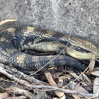 Tiliqua scincoides scincoides (Eastern Blue-tongue) at Campbell, ACT - 11 Mar 2023 by Hejor1