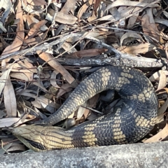 Tiliqua scincoides scincoides at Campbell, ACT - 11 Mar 2023