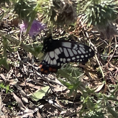 Papilio anactus (Dainty Swallowtail) at Campbell, ACT - 11 Mar 2023 by Hejor1