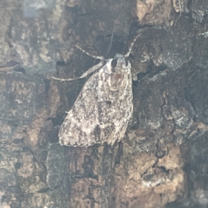 Spectrotrota fimbrialis at Campbell, ACT - 11 Mar 2023 03:34 PM