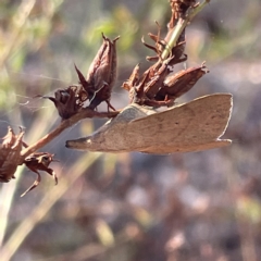 Pararguda nasuta at Campbell, ACT - 11 Mar 2023