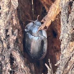 Pterohelaeus piceus (Pie-dish beetle) at Mount Ainslie to Black Mountain - 11 Mar 2023 by Hejor1