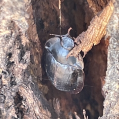 Pterohelaeus piceus at Campbell, ACT - 11 Mar 2023