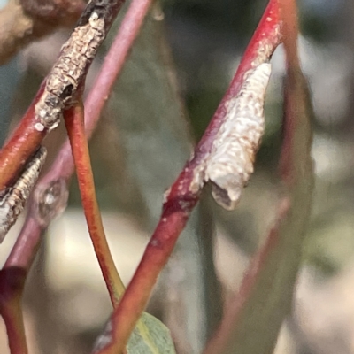 Chaetophyes compacta (Tube spittlebug) at Mount Ainslie to Black Mountain - 11 Mar 2023 by Hejor1