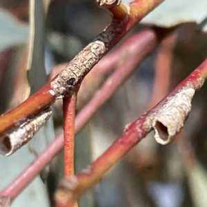 Chaetophyes compacta at Campbell, ACT - 11 Mar 2023