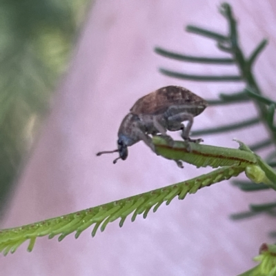 Oxyops sp. (genus) (Oxyops weevil) at Mount Ainslie to Black Mountain - 11 Mar 2023 by Hejor1