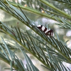 Isomoralla gephyrota (A Concealer moth) at Mount Ainslie to Black Mountain - 11 Mar 2023 by Hejor1