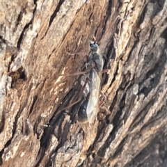 Myrmecia sp. (genus) (Bull ant or Jack Jumper) at Mount Ainslie to Black Mountain - 11 Mar 2023 by Hejor1