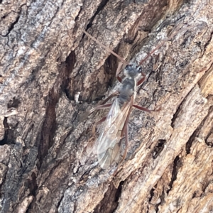 Myrmecia sp. (genus) at Campbell, ACT - 11 Mar 2023