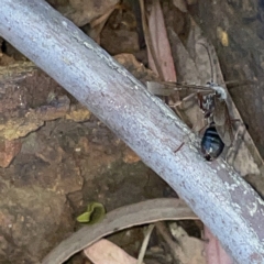 Myrmecia sp. (genus) at Campbell, ACT - 11 Mar 2023