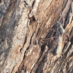 Myrmecia sp. (genus) at Campbell, ACT - 11 Mar 2023