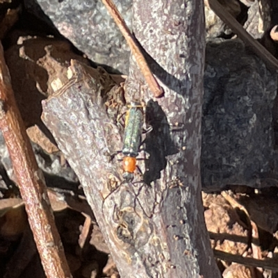 Chauliognathus tricolor (Tricolor soldier beetle) at Mount Ainslie to Black Mountain - 11 Mar 2023 by Hejor1