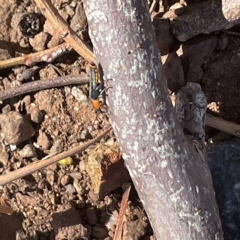 Chauliognathus tricolor at Campbell, ACT - 11 Mar 2023