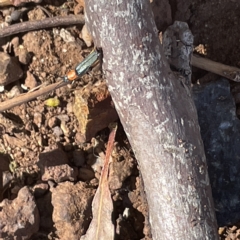 Chauliognathus tricolor at Campbell, ACT - 11 Mar 2023