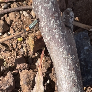 Chauliognathus tricolor at Campbell, ACT - 11 Mar 2023 02:41 PM