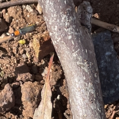 Chauliognathus tricolor at Campbell, ACT - 11 Mar 2023