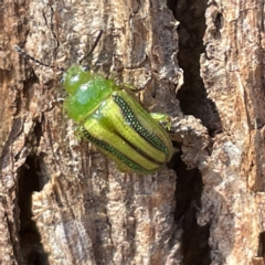 Calomela juncta (Leaf beetle) at Mount Ainslie to Black Mountain - 11 Mar 2023 by Hejor1