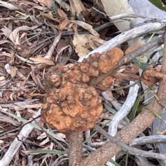 Uromycladium (genus) (A gall forming rust fungus) at Campbell, ACT - 11 Mar 2023 by Hejor1