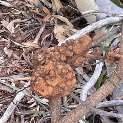 Uromycladium sp. (A gall forming rust fungus) at Campbell, ACT - 11 Mar 2023 by Hejor1