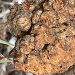 Uromycladium sp. at Campbell, ACT - 11 Mar 2023