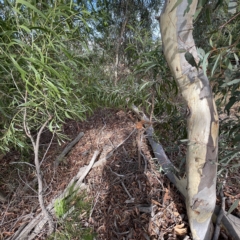 Uromycladium sp. at Campbell, ACT - 11 Mar 2023