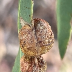 Eucalyptus insect gall at Campbell, ACT - 11 Mar 2023 by Hejor1