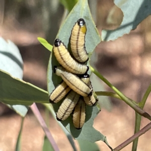 Paropsisterna cloelia at Campbell, ACT - 11 Mar 2023 02:50 PM