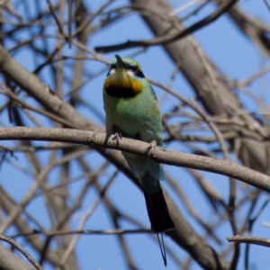 Merops ornatus at Stromlo, ACT - 26 Feb 2023 04:14 PM