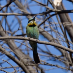 Merops ornatus at Stromlo, ACT - 26 Feb 2023 04:14 PM