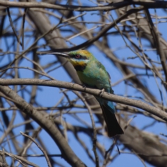 Merops ornatus at Stromlo, ACT - 26 Feb 2023