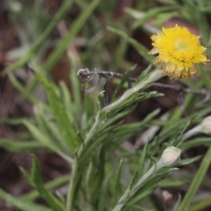 Coronidium gunnianum at Gundaroo, NSW - 11 Mar 2023