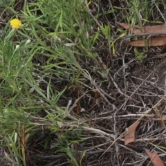 Coronidium gunnianum at Gundaroo, NSW - 11 Mar 2023