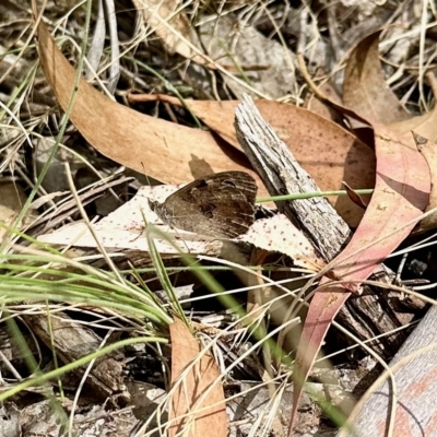 Geitoneura klugii (Marbled Xenica) at Rendezvous Creek, ACT - 10 Mar 2023 by KMcCue