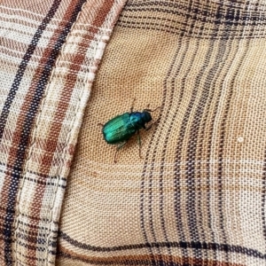 Diphucephala sp. (genus) at Rendezvous Creek, ACT - 11 Mar 2023