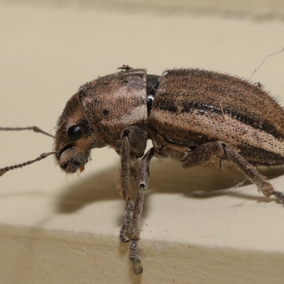 Naupactus leucoloma at Wellington Point, QLD - 7 Feb 2023 by TimL