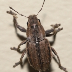 Naupactus leucoloma at Wellington Point, QLD - suppressed