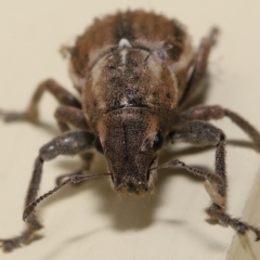 Naupactus leucoloma at Wellington Point, QLD - suppressed