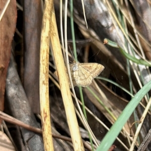 Scopula rubraria at Rendezvous Creek, ACT - 11 Mar 2023