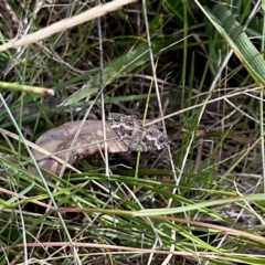 Larentiinae (subfamily) (A geometer moth) at Namadgi National Park - 11 Mar 2023 by KMcCue