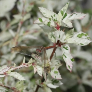 Diplacodes haematodes at Wellington Point, QLD - suppressed