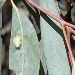 Unidentified at suppressed - 11 Mar 2023