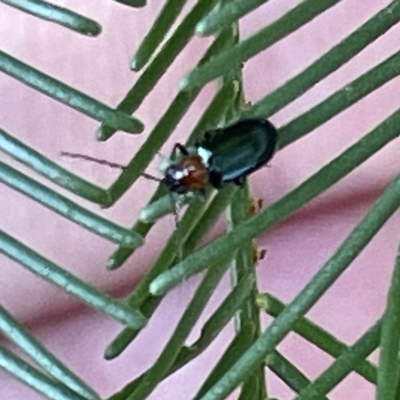 Adoxia benallae (Leaf beetle) at Campbell, ACT - 11 Mar 2023 by Hejor1