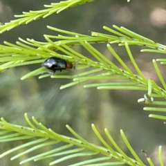 Adoxia benallae at Campbell, ACT - 11 Mar 2023