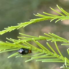 Adoxia benallae at Campbell, ACT - 11 Mar 2023