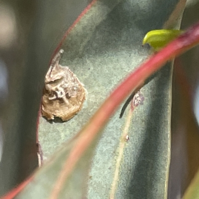 Glycaspis sp. (genus) at Campbell, ACT - 11 Mar 2023 by Hejor1