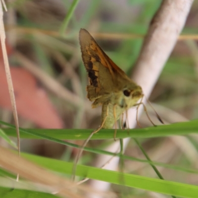 Unidentified Skipper (Hesperiidae) at Moruya, NSW - 11 Mar 2023 by LisaH