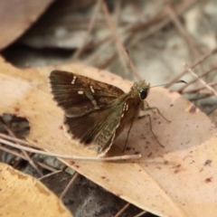 Toxidia parvulus at Moruya, NSW - 11 Mar 2023 by LisaH