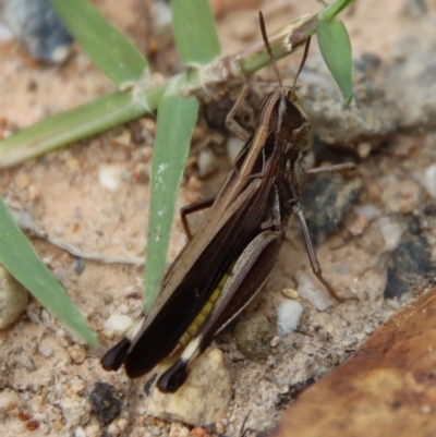 Caledia captiva (grasshopper) at Broulee, NSW - 11 Mar 2023 by LisaH