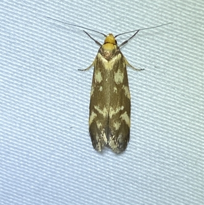 Palimmeces habrophanes (A Concealer moth) at Jerrabomberra, NSW - 11 Mar 2023 by SteveBorkowskis